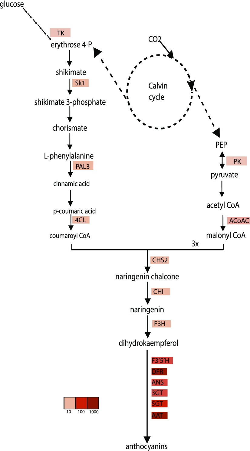 Figure 4.