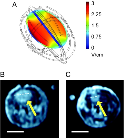 Fig. 3.