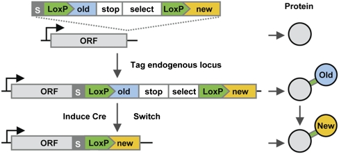 Fig. 1.