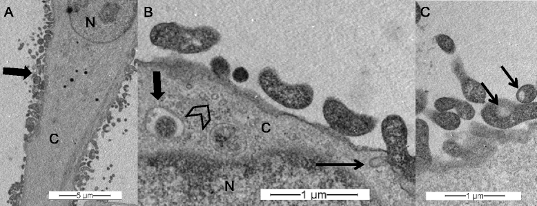 Figure 8