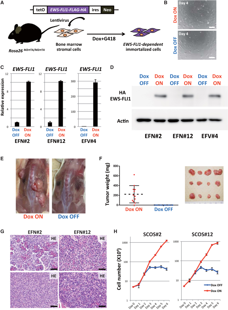 Figure 2