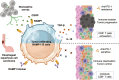 Graphical Abstract