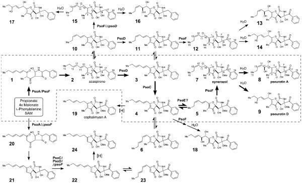 Scheme 1