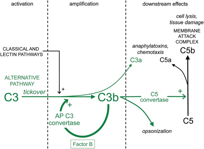 Fig. 1.