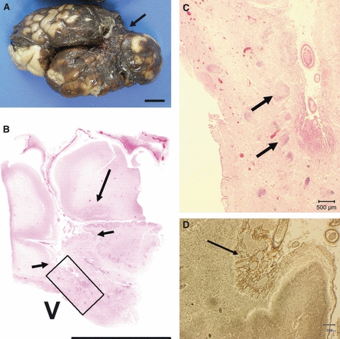 Fig. 10