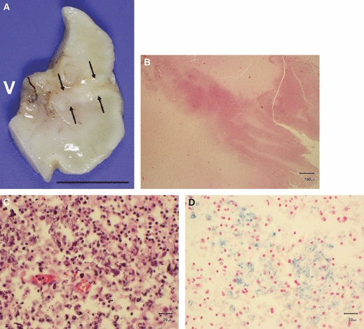 Fig. 11