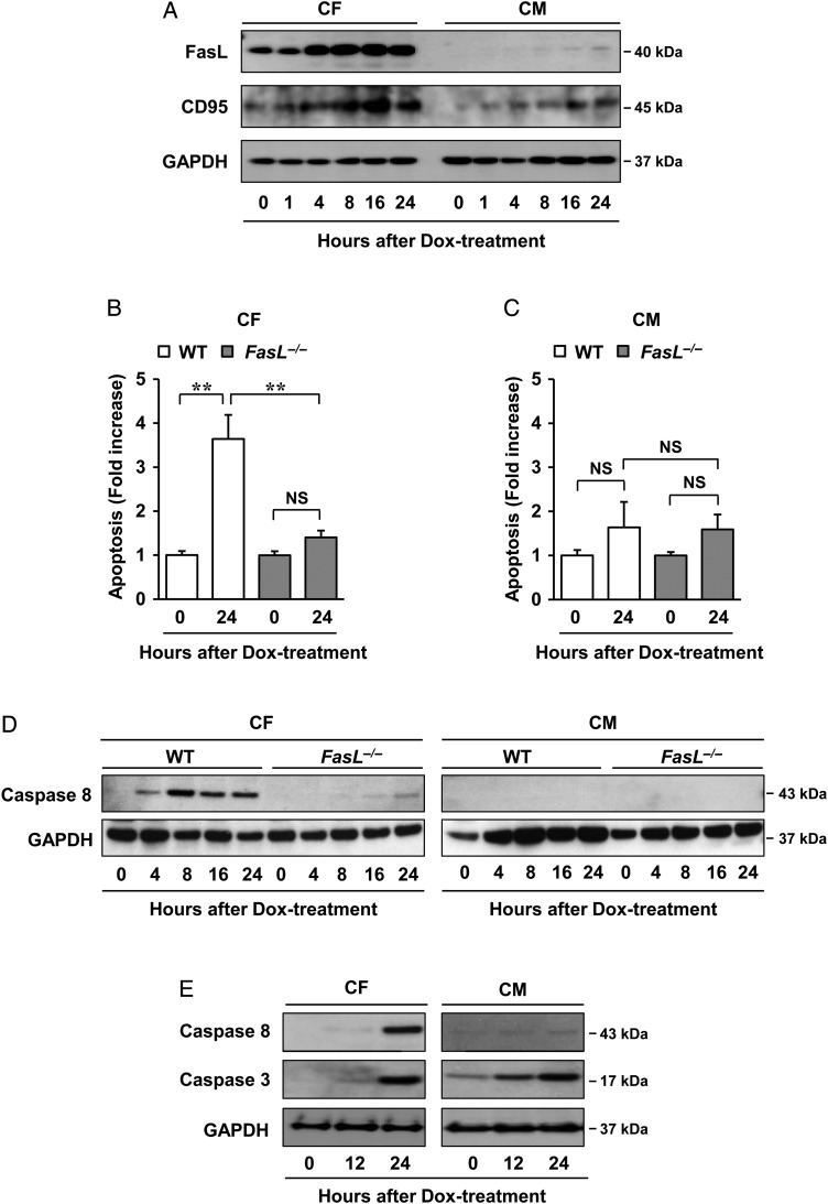 Figure 5