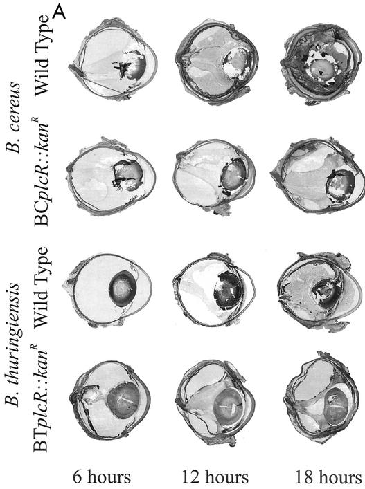 FIG. 5.