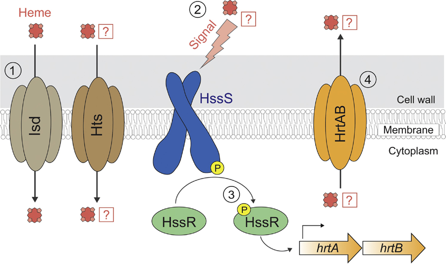 Figure 2: