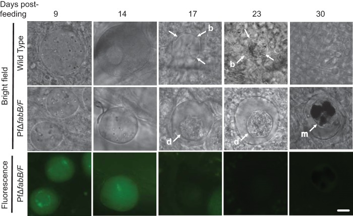 FIG 3