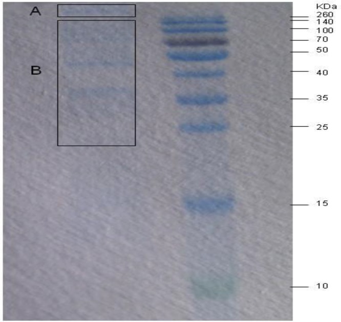 Fig. 2: