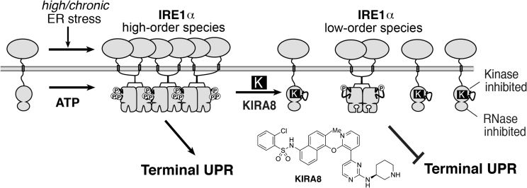 Figure 5