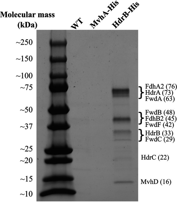 FIG 2