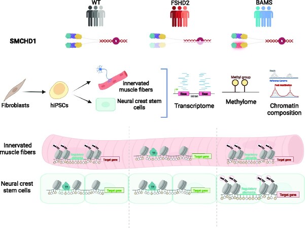 Graphical Abstract