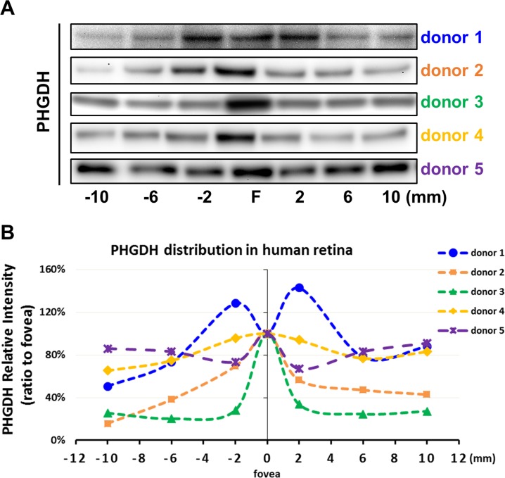 Figure 3—figure supplement 1.