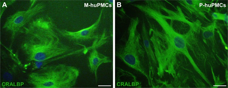 Figure 1—figure supplement 1.