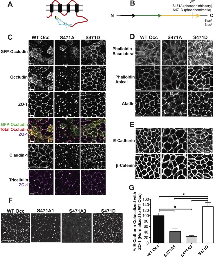 FIG 1