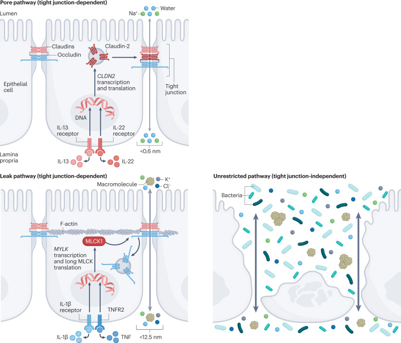 Box 1 The pore, leak and unrestricted permeability pathways