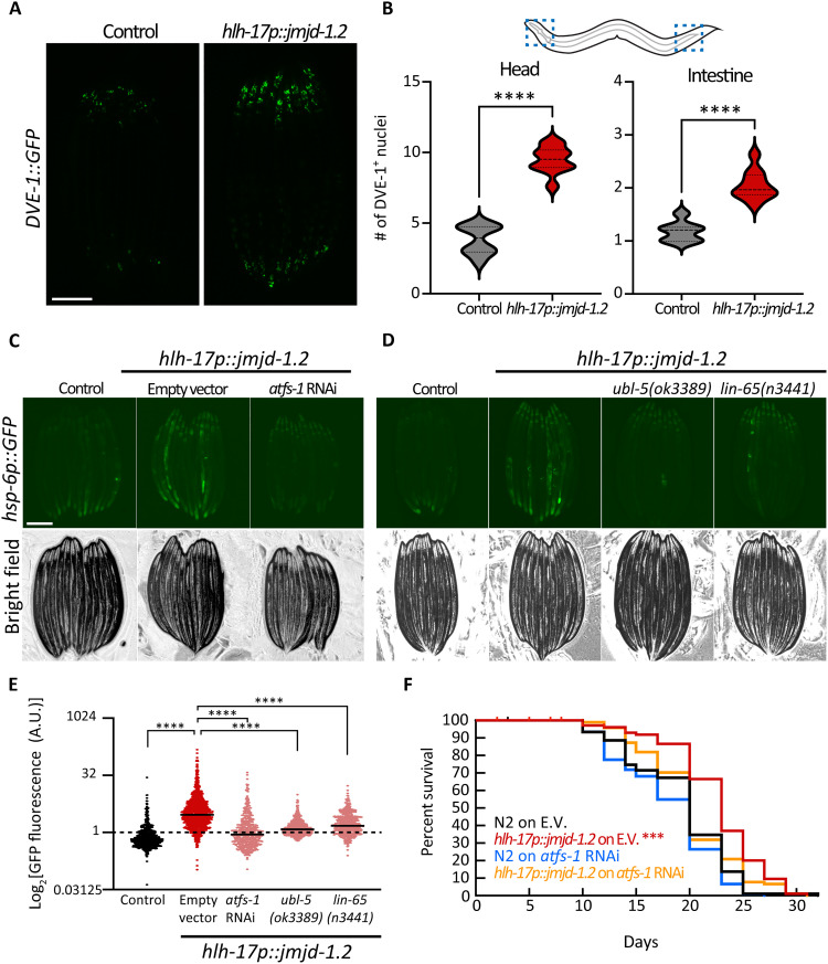 Glial-derived mitochondrial signals affect neuronal proteostasis and ...