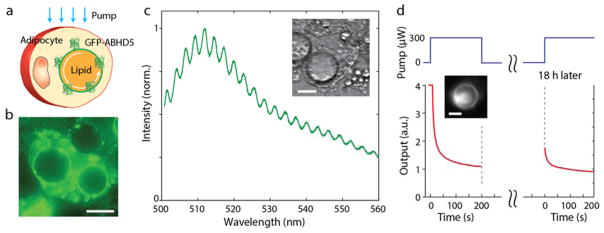 Fig. 4