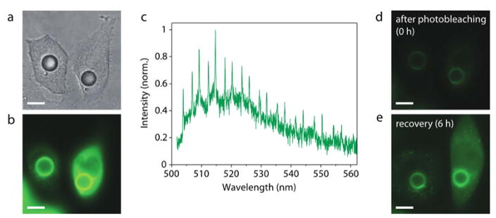 Fig. 3