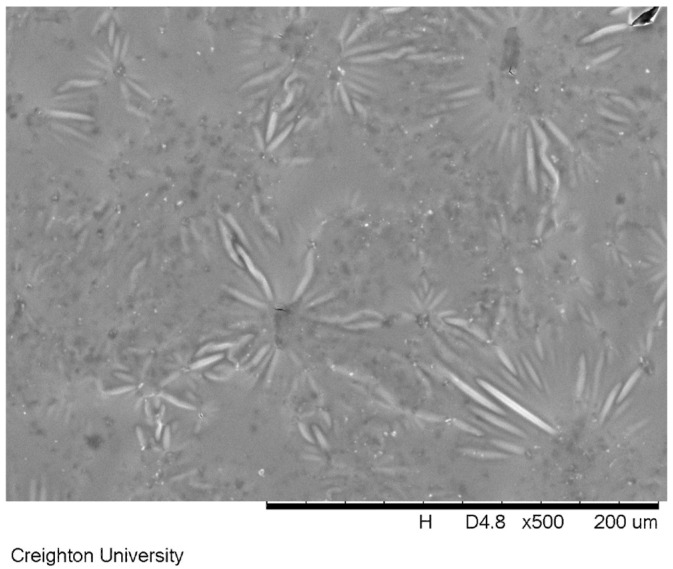 substantive-dimethicone-based-mucoadhesive-coatings-pmc