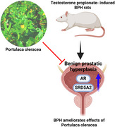 graphic file with name VMS3-11-e70184-g005.jpg