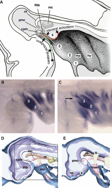 Fig. 5