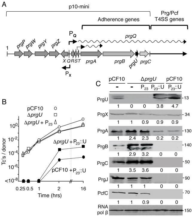 FIG. 1