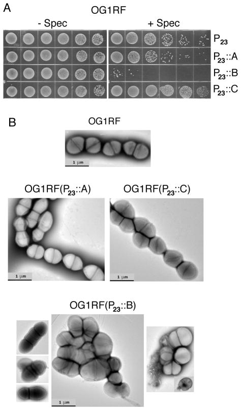 FIG. 5