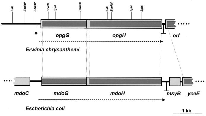 FIG. 1