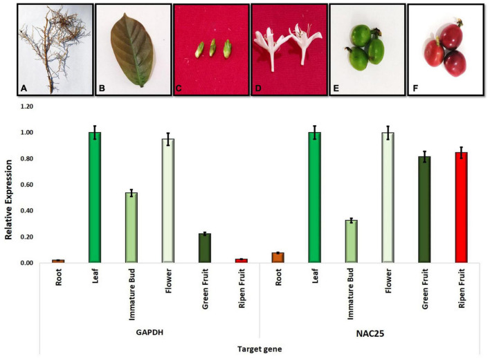 FIGURE 6