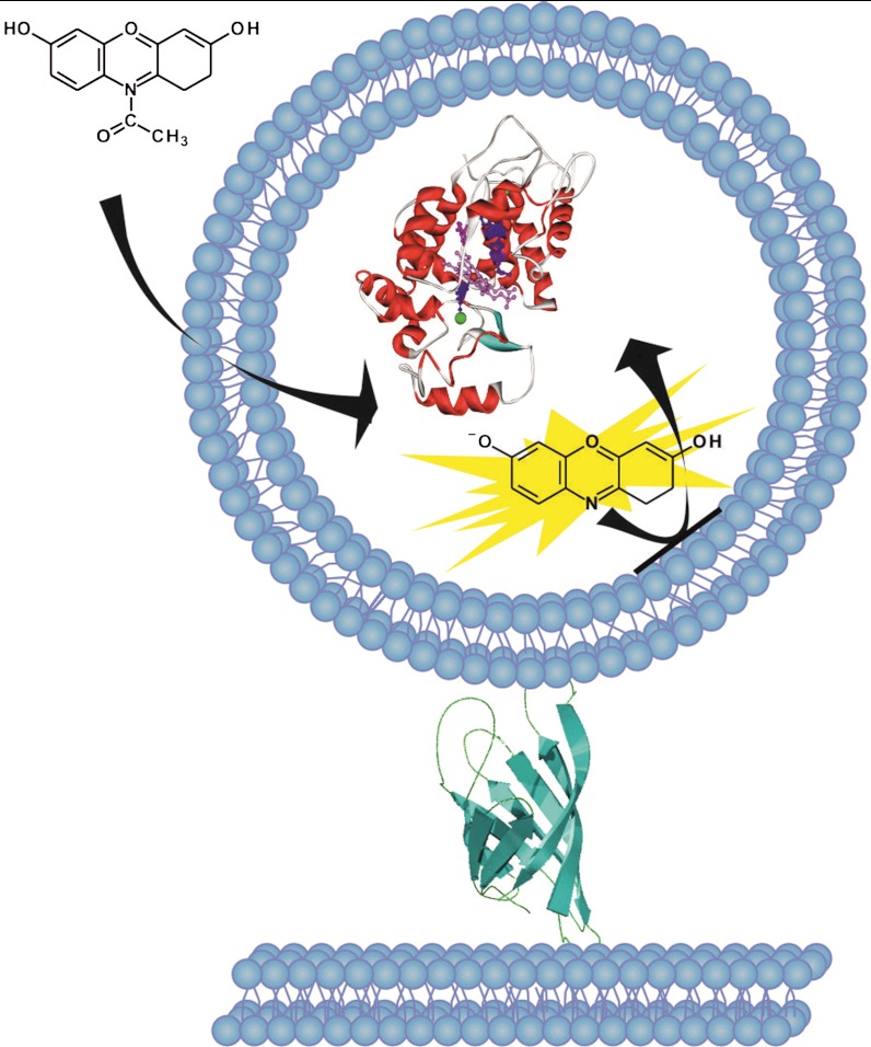 Fig. 1.