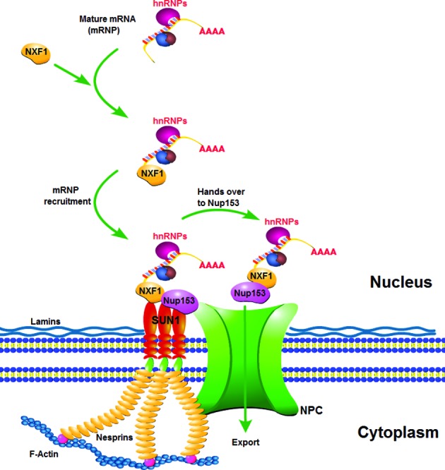 Figure 7.