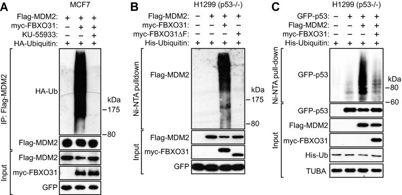 Fig. S6.