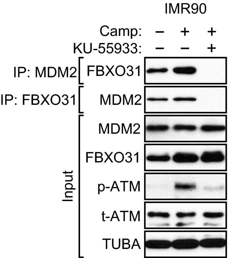 Fig. S5.