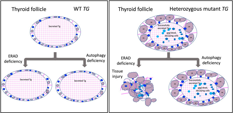 graphic file with name jciinsight-8-169937-g019.jpg