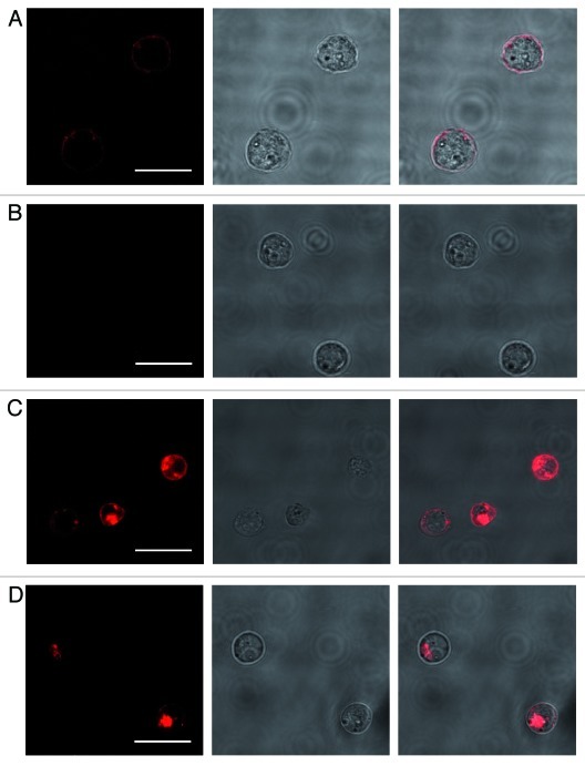 graphic file with name rna-9-67-g10.jpg