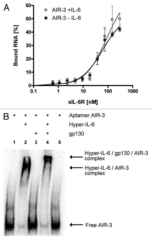 graphic file with name rna-9-67-g3.jpg