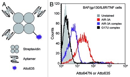 graphic file with name rna-9-67-g9.jpg