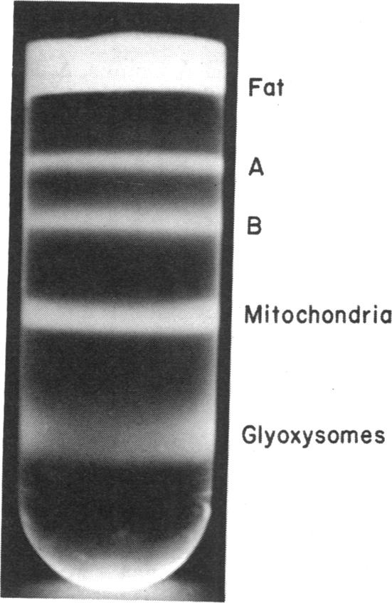 graphic file with name pnas00135-0077-a.jpg