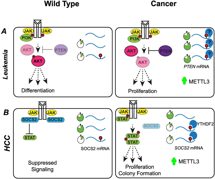 Figure 6: