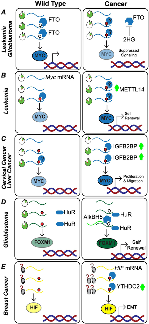 Figure 4: