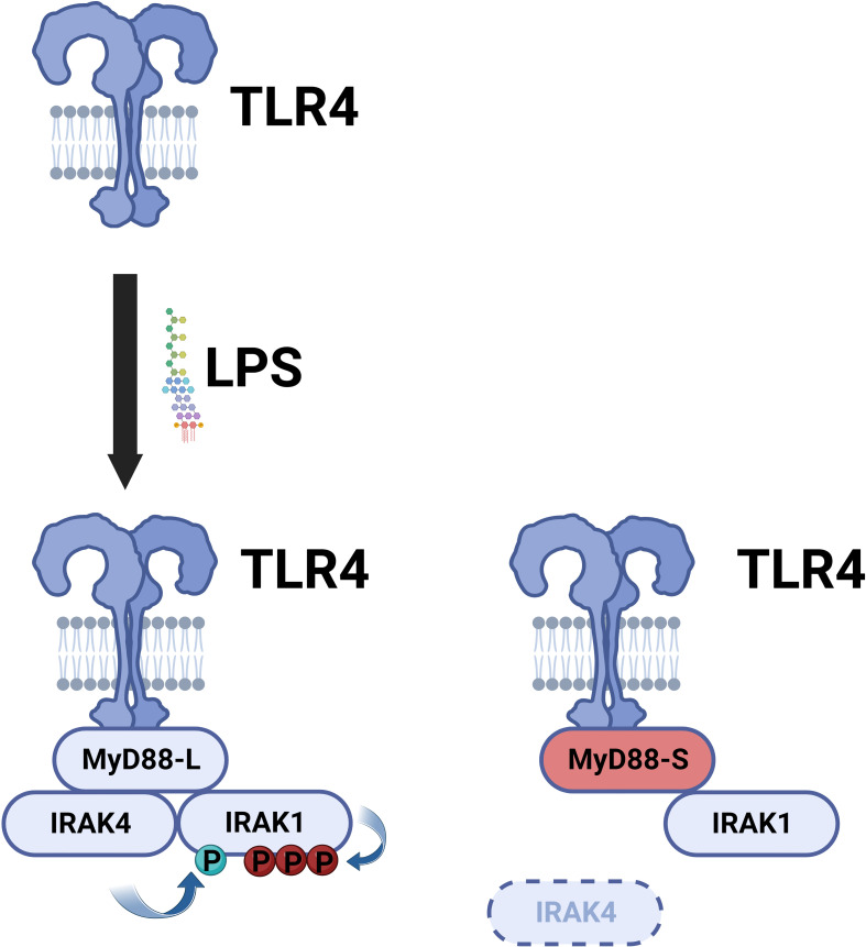 Figure 4