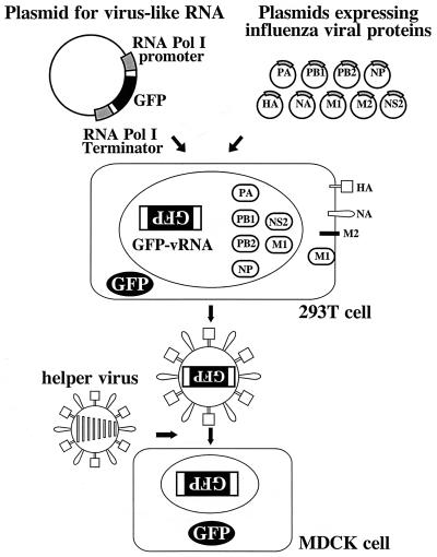 FIG. 1