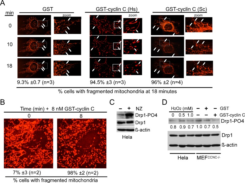 FIGURE 3: