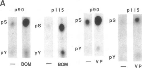 graphic file with name pnas01061-0025-b.jpg