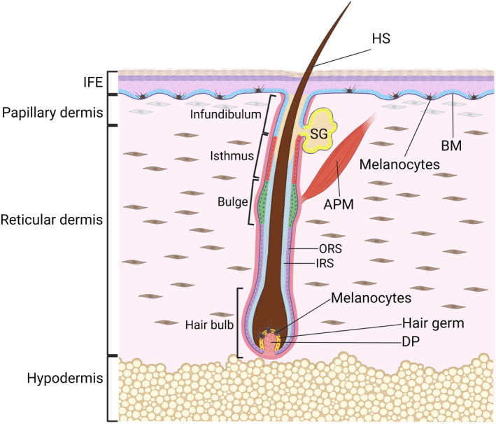 FIGURE 1