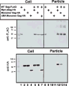 Fig. 8