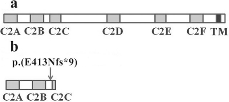 Fig. (2)